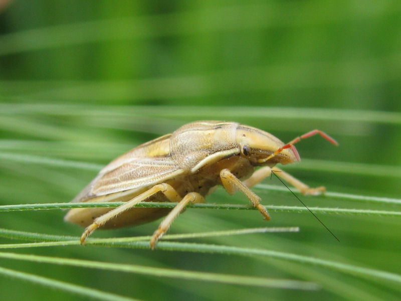 Aelia rostrata, A.germari, A.acuminata, A.klugi